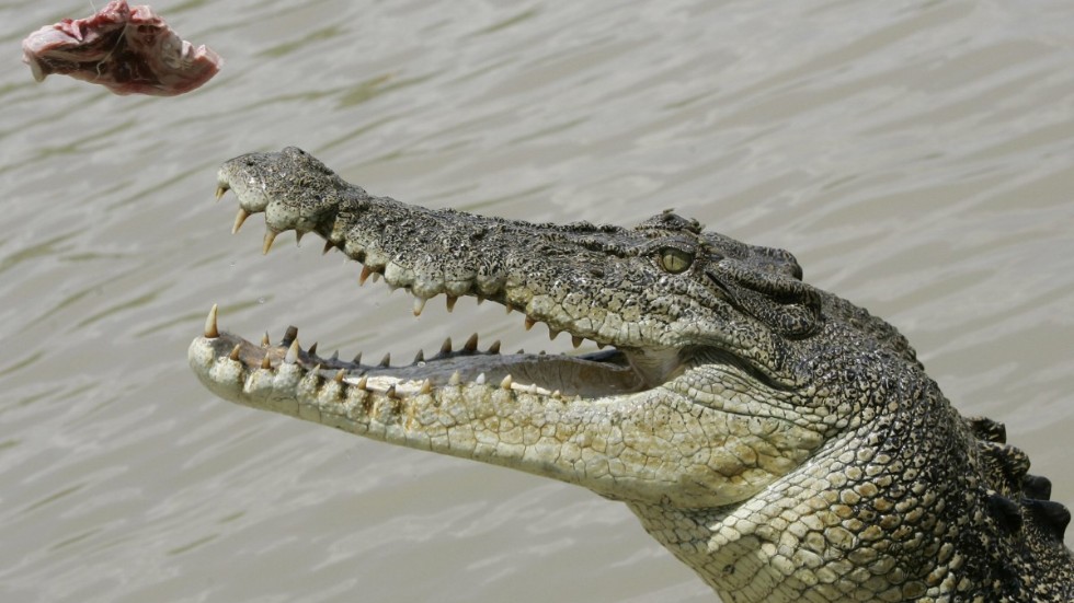 Krokodiler drabbas inte av hörselnedsättning trots att de blir gamla. Arkivbild.