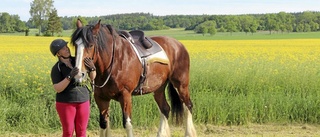 Världens största hästras i Sparreholm