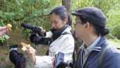 Japansk tv i Malmköping – filmade svamputflykt med hundar i huvudrollen