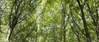 Bra med certifierad skog  – men vi styr inte över den