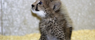 Fem gepardungar födda i Parken Zoo