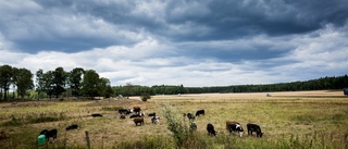 Torr sommar trots bristen på högsommarvärme