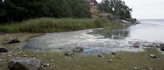 Farliga alger breder ut sig längs Sörmlandskusten