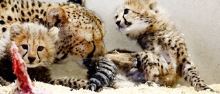 Fem gepardungar födda i Parken Zoo – kom som en överraskning