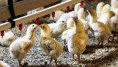 Sörmlands kycklingbönder behöver bättre förutsättningar