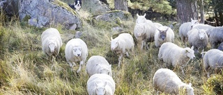 Eskilstunagård föder upp lamm med hög kvalitet