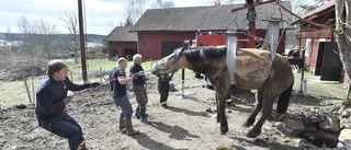 Häst smet ur hagen – rasade ner i brunn