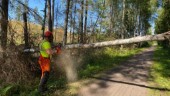 Träd blockerade gång- och cykelväg: "Viktigt att anmäla och inte bara skriva på Facebook"