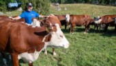 Tjuren Kurt lyfte gården till toppnivå ✓"Hade det mina kor saknade" ✓Sveriges bästa hereford 