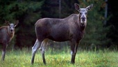 Fler jaktbrott anmäls i Sverige