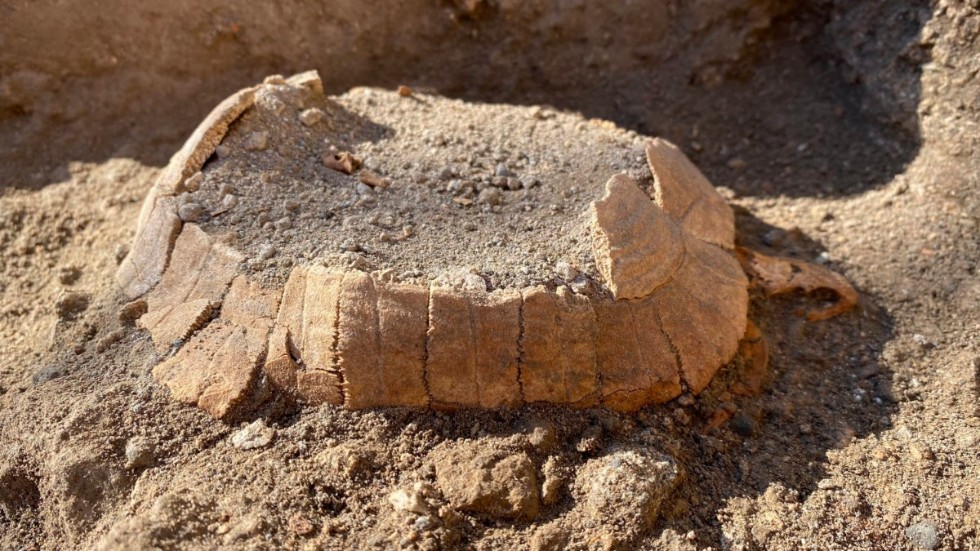Landsköldpaddan som hittats i Pompeji.