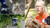 Helenas hundar har lärt sig svampsök – nosar rätt på skogens guld: "Alla kan lära sig"