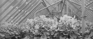 Historien om Hällebacka Handelsträdgård – se gamla bilderna här