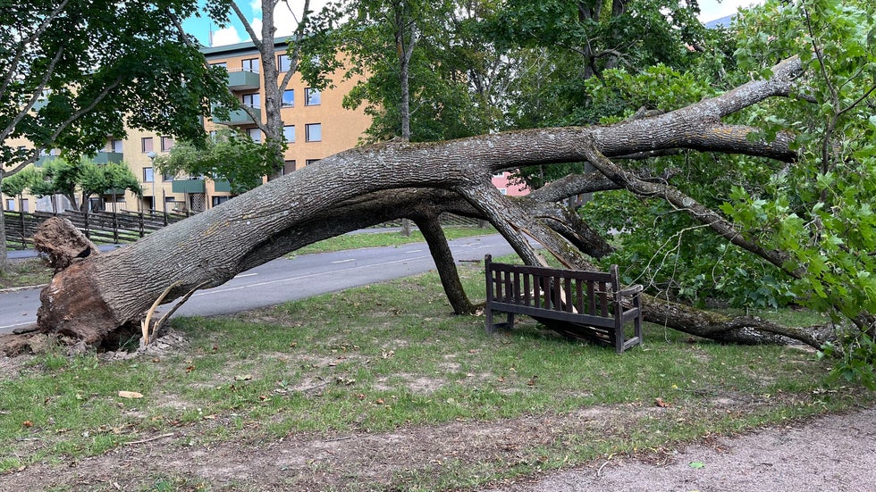BILDERNA: Jätteträd föll över parkbänk mitt i Linköping: 