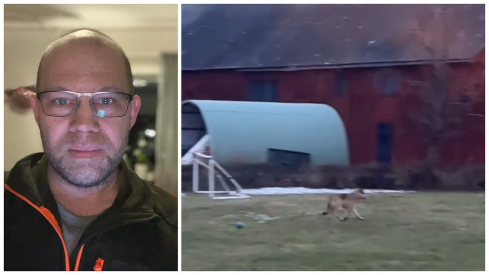 Lars-Åke Olsson såg vargen vid niotiden på söndagsmorgonen, hemma på gården. 