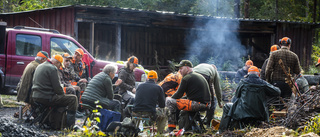 Live från älgjakten: Ungtjur fälld direkt – se läsarnas bilder!