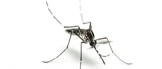 Beskedet om myggsmittan i Sverige: En tidsfråga
