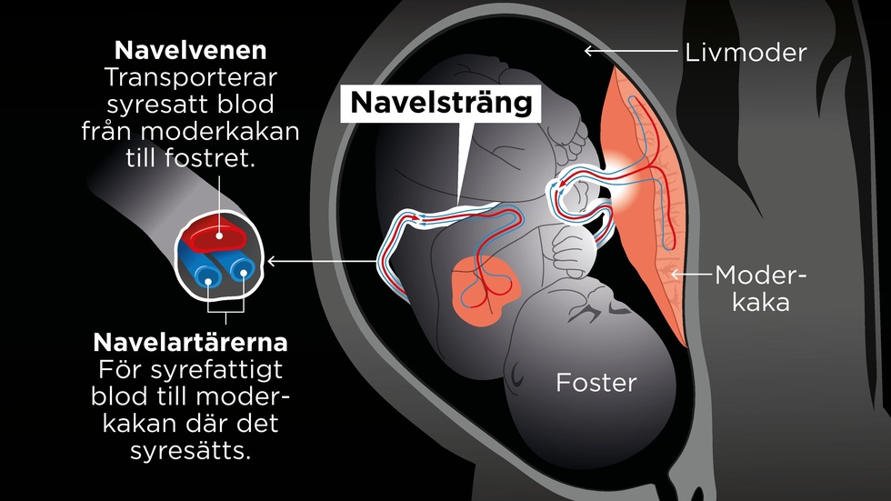 Navelsträngen rymmer en stor ven och två mindre artärer. Venen transporterar syrerikt blod från moderkakan till fostret.