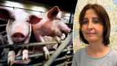 "Länets grisbönder behöver känna sig oroliga för svinpest"