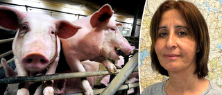 Veterinär: "Grisbönder behöver känna sig oroliga för svinpest"