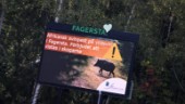 Afrikansk svinpest hot mot hela Sverige