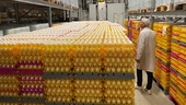 Östgötska företaget kokar 16 800 ägg i timmen
