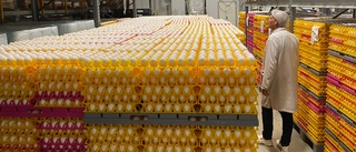 Motalaföretaget kokar 16 800 ägg i timmen