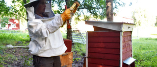 Honey-making heroes: The rise of Västerbotten beekeepers