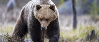 Man vårdas på intensivavdelning i Umeå efter björnattack