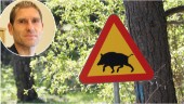 Om svinpesten kommer till Västervik: Så påverkas du