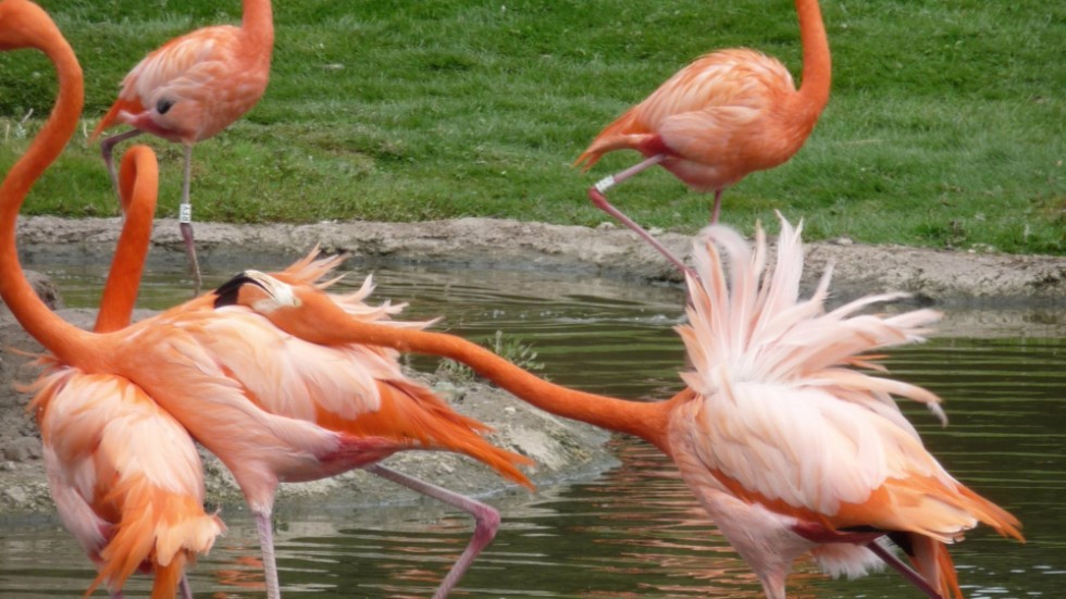 En aggressiv karibisk flamingo snäser av en annan. Enligt en brittisk studie söker sig flamingor till de som har liknande "personlighet".