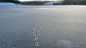 Räven har raskat över isen            