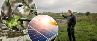 Pungmes stoppar bygget av Gotlands största solcellspark 