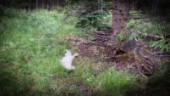 Man i Finspång ströp sin hund i skogen