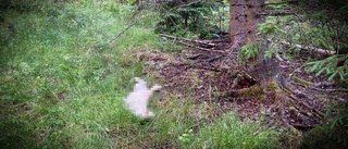 Man avlivade sin egen hund i skogen genom strypning