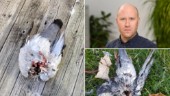 Obduktionen klar: Fåglarna dog av "trubbigt trauma" och virus • Statsveterinären om senaste teorierna 