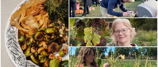 Rödbetscarpaccio, kornotto och gratänger – Här är de lokala odlarnas bästa tips till ett grönt nyårsbord