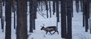 Fick avliva ren efter hundattack: "Vi har haft lite problem tidigare"