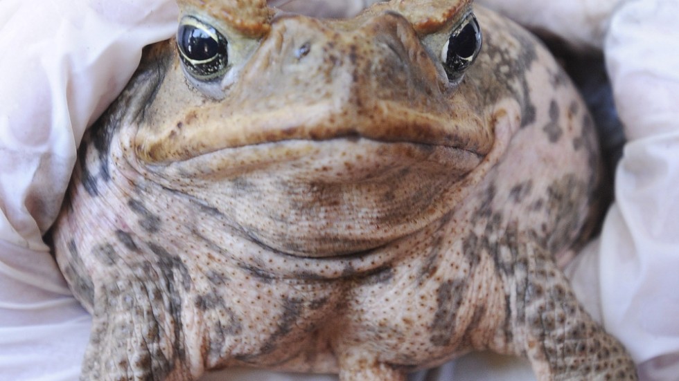 Den hatade paddan är giftig och har genom åren spridits till stora delar av Australien. Arkivbild.