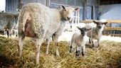  Den svenska ullen bidrar till en renare textilindustri