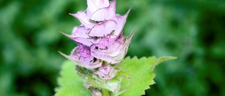 Den blomstertid nu kommer