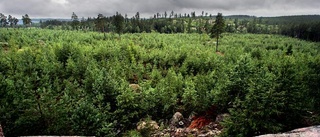 Efter rekordvinst på skog  väntar hårda år i stormens spår