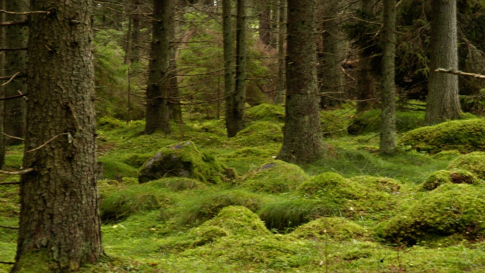Skogsägare ska enligt ett förslag uppmuntras att biotopskydda större ytor än i dag. Arkivbild.