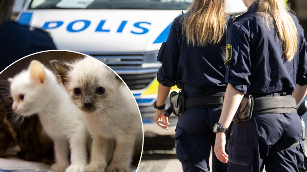 The kittens were taken into custody by the police. Generic images.