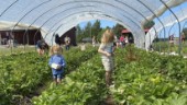 Barnfamiljer ryckte in – räddade ovanligt tidiga jordgubbar