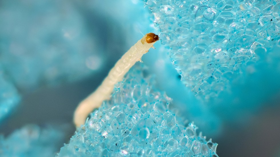 Närbild på en av Norbites larver, som bor i en låda med bitar av syntetisk tvättsvamp.