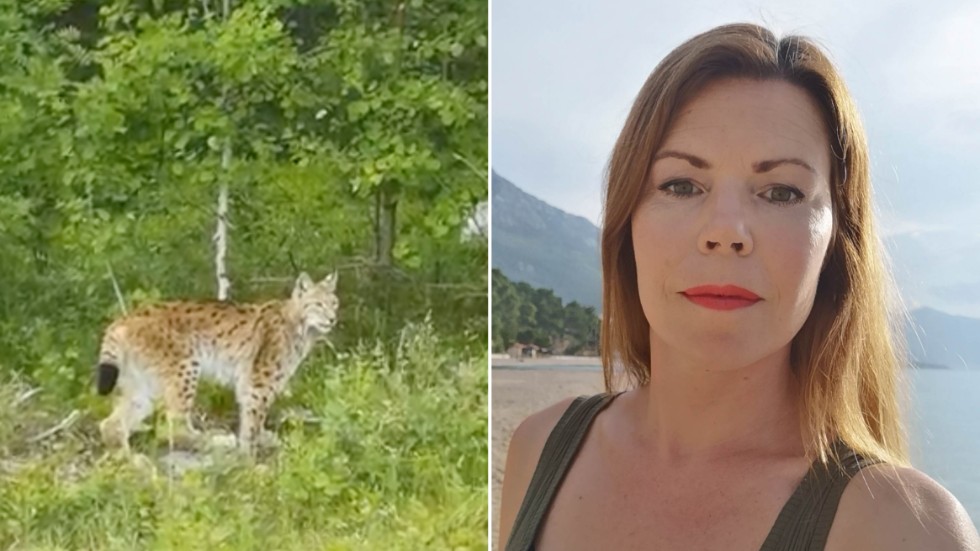 Kristina Bygdén managed to capture the lynx encounter on camera.