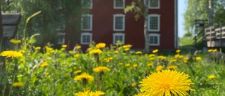 Läsarbilden: Det blommar vid kvarnen