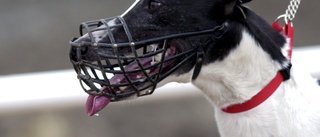 Hundar attackerade annan hund – tvingas bära munkorg
