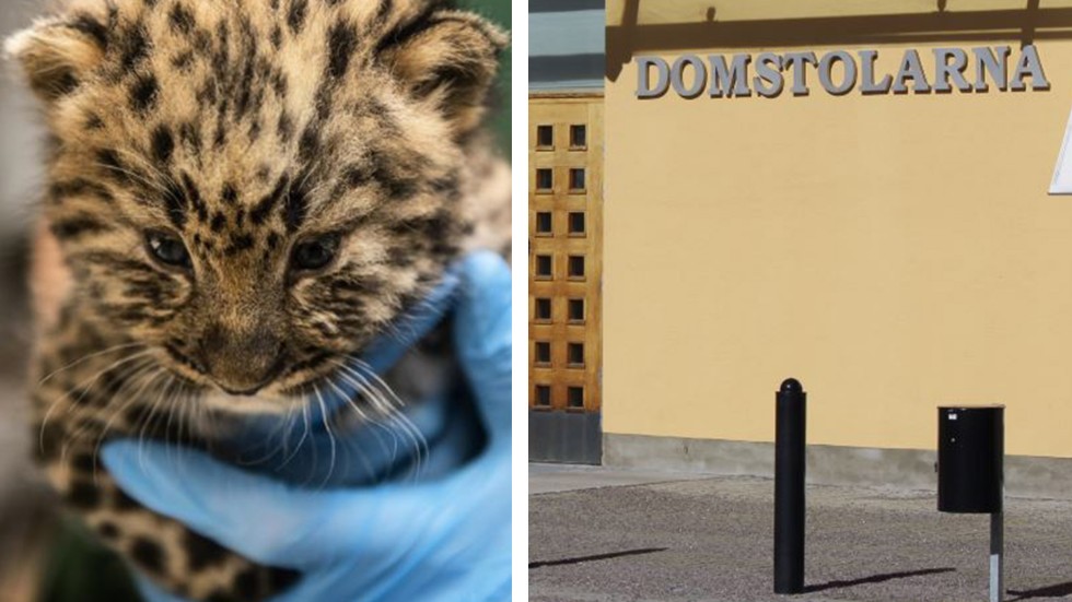 Förvaltningsrätten i Linköping anser inte att Leopard är ett lämpligt förnamn. 